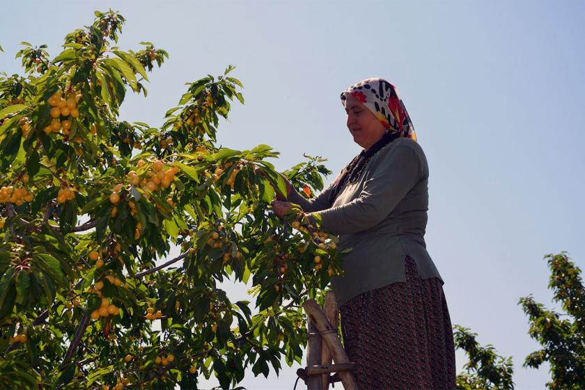 Kiraz üreticileri alım fiyatına tepkili: Maliyeti karşılamıyor