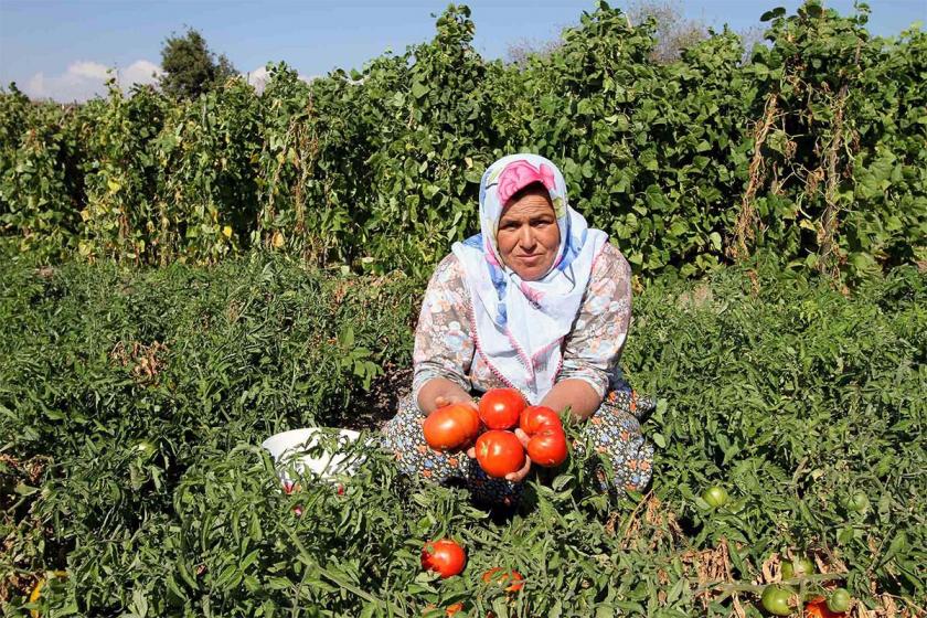 Karşıyaka Belediyesi Yamanlar domatesi için kooperatif kuracak