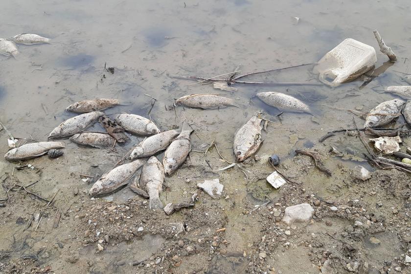 Samsun'da baraj gölünde toplu balık ölümleri