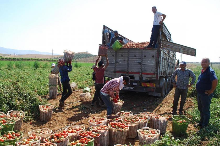 Salihli’de domates hasadı başladı: Üretici de tüccar da memnun değil