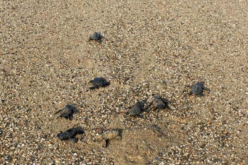 Yuvaları su altında kalan yavru Caretta carettalar yaşamını yitirdi