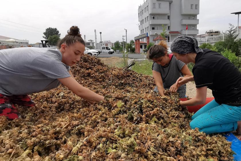 Tüm Köy Sen: Fındıkta oyun devam ediyor, fiyat düşürüyorlar