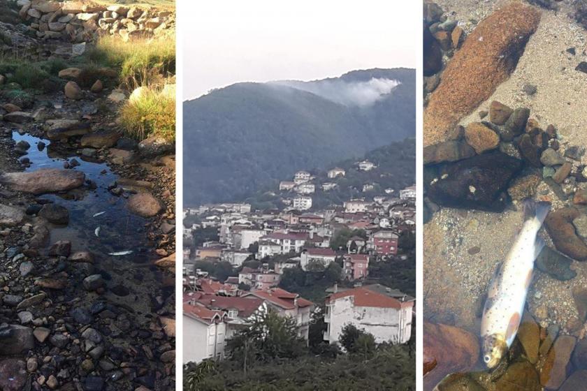 Ordu Çevre Derneği: Perşembe ve Mesudiye için yetkililer bir an önce harekete geçsin