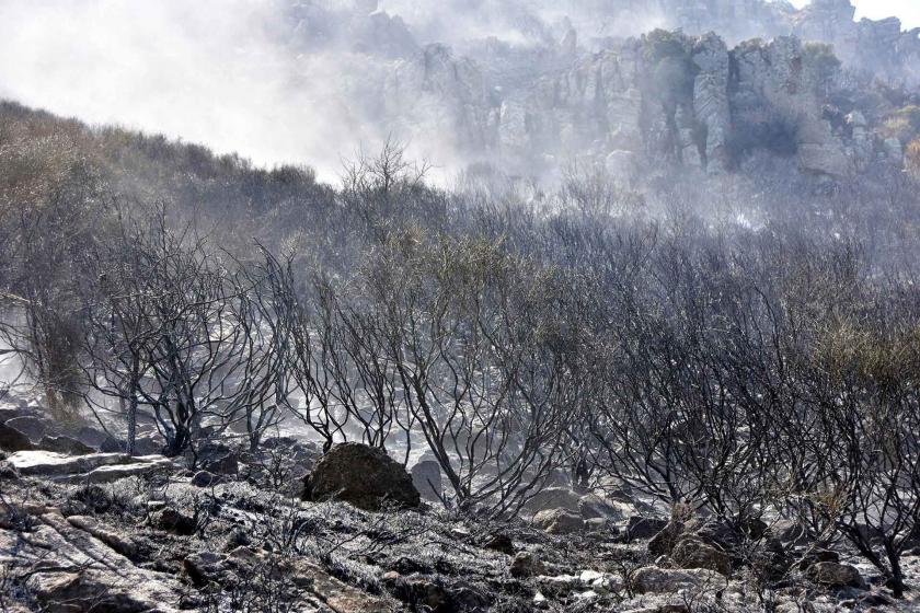 Bodrum'daki orman yangınında 10 hektar yandı; yeşil alan siyaha döndü