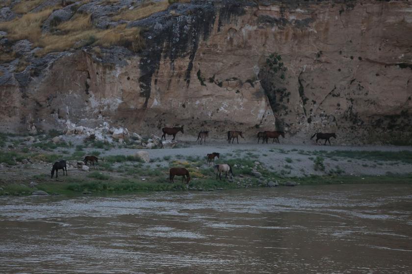 Ilısu Barajı'ndan yaban atları da etkilenecek