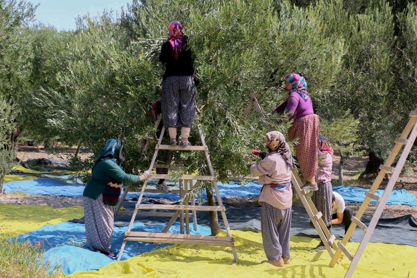 Akhisar’da zeytin hasadı başladı, ürün kaliteli ama rekolte düşük olacak