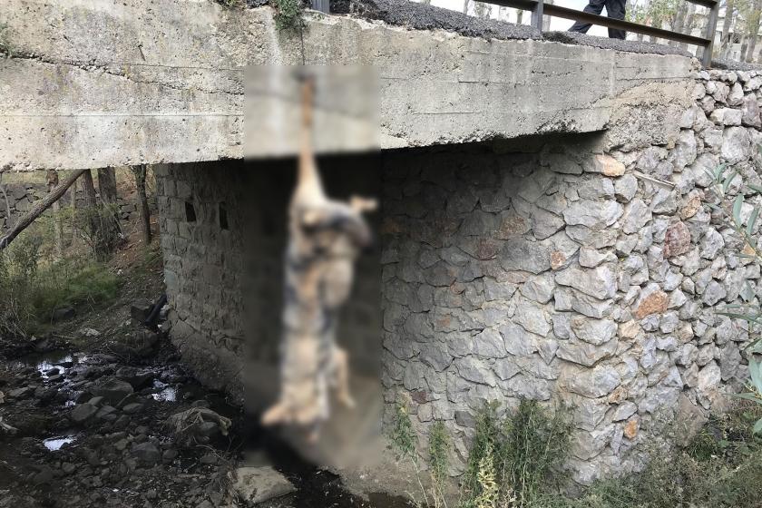 Bayburt'ta silahla vurulmuş bir kurt köprü korkuluklarına asılı halde bulundu