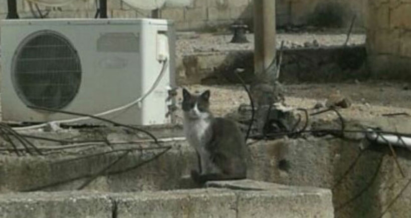 Kobanê'de evini bekleyen kedi Gewre