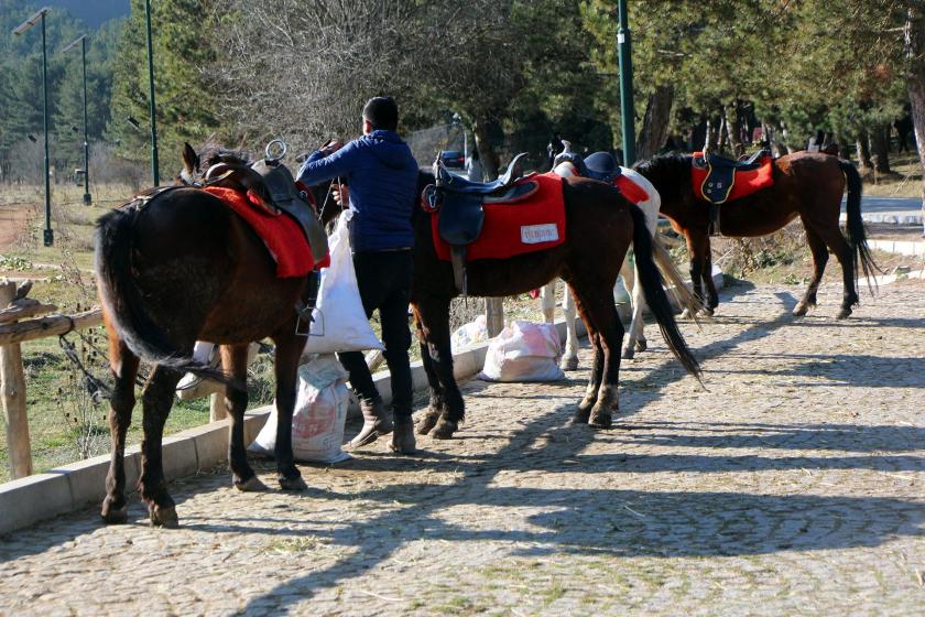 Abant Tabiat Parkı'ndaki atlar