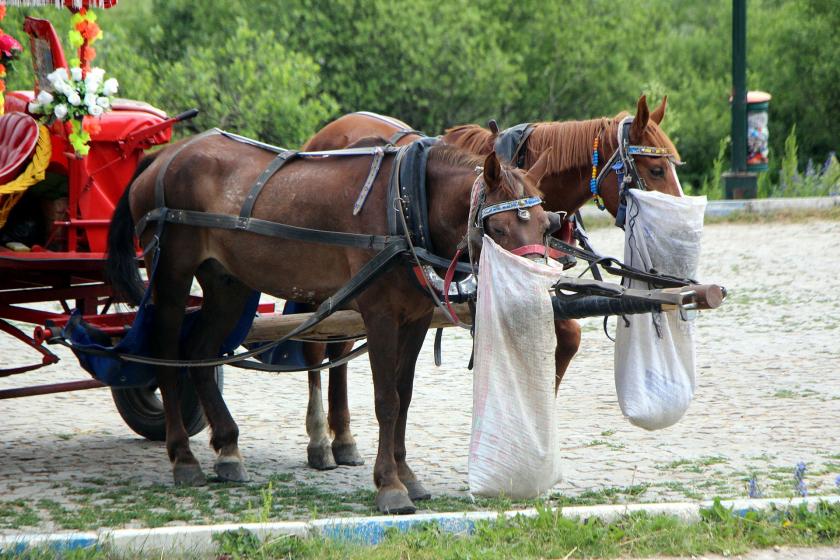 Abant Tabiat Parkı'ndaki atlar