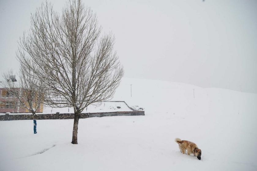 Karla kaplı bir yüzeyde, bir köpek yürüyor