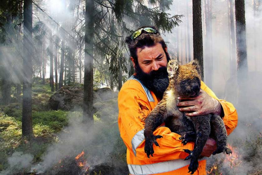 Yanan orman fotoğrafı ve yangından kurtarılan koala 