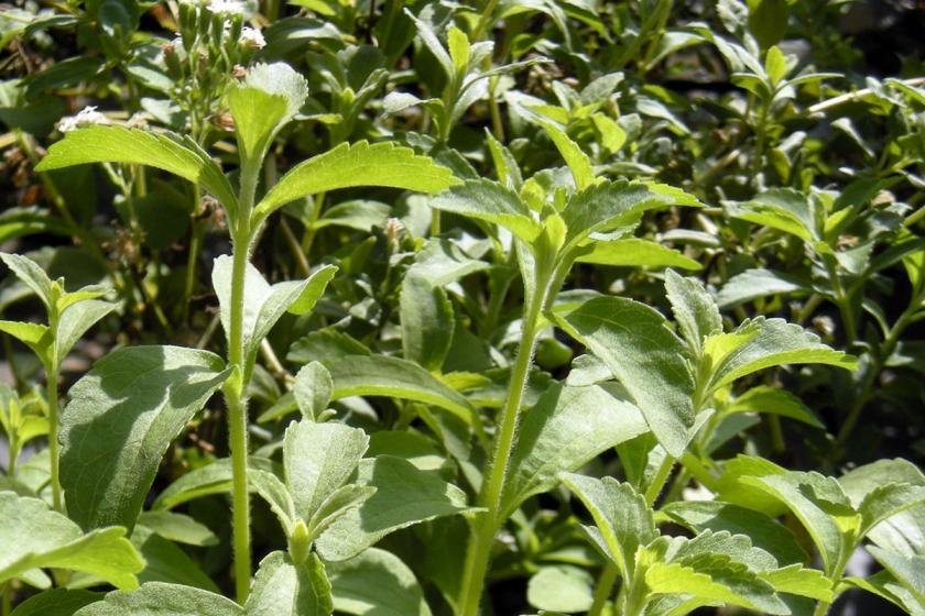 Rize şekeri diye tanıtılan Stevia rebaudiana filizleri.