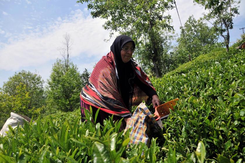 Çay hasatı yapan bir kadın üretici