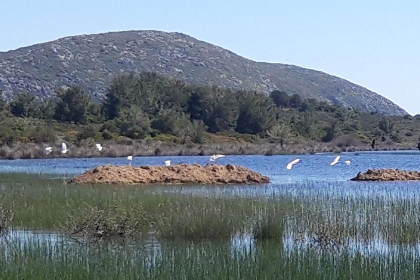 Karaburun İris Gölü kuşlar uçuyor