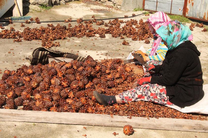 Kozalak ayıklayan iki kadın