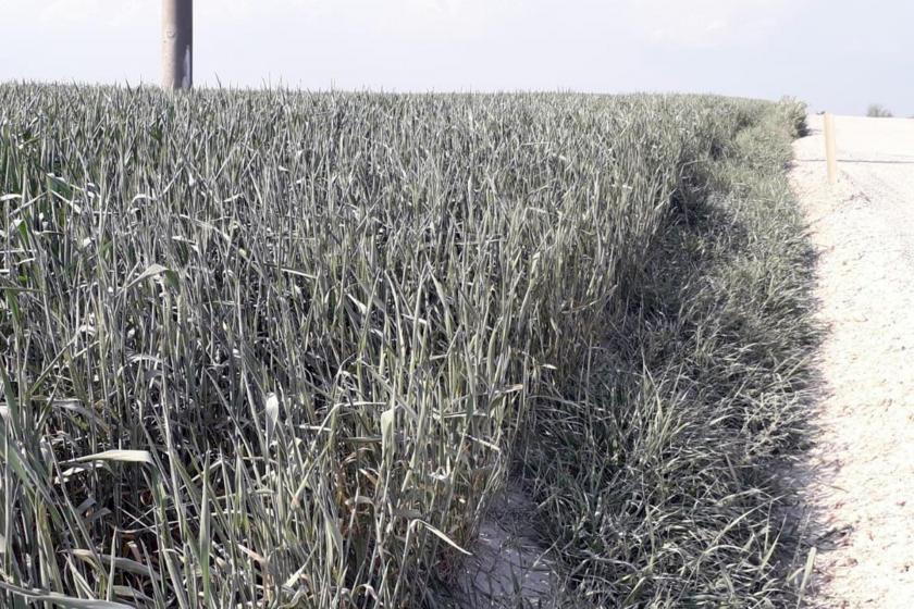 Toprak yol kenarında üzeri toz olmuş buğday başakları