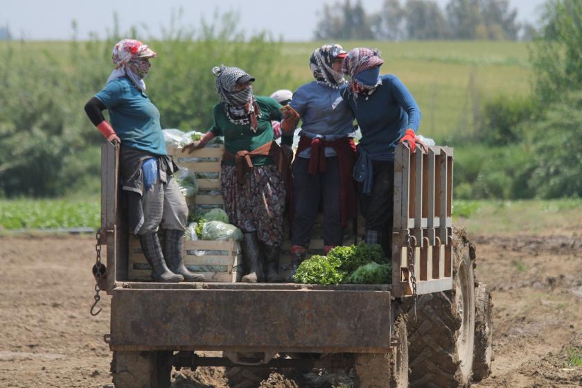 Mevsimlik tarım işçisi kadınlar traktör kasasında