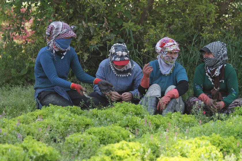 Mevsimlik tarım işçisi kadınlar 