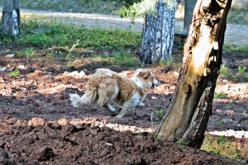 ölüme terk edilen köpek