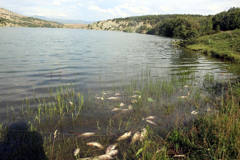 Bedirkale Göleti'nde kıyıya vuran ölü balıklar