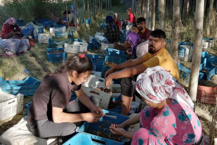 Kayısı bahçesinde çalışan mevsimlik tarım işçileri