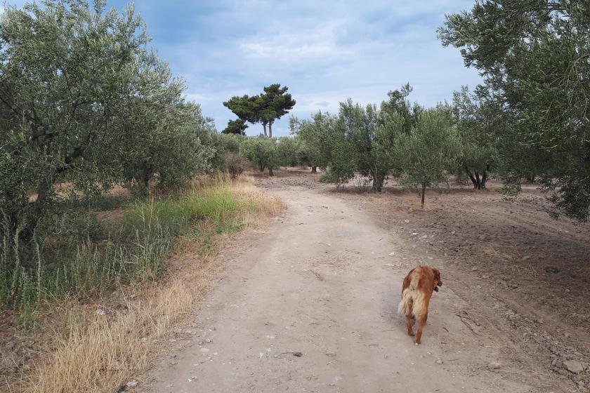 Bir köpek (önde) zeytin ağaçlarıyla dolu bir yolda ilerliyor