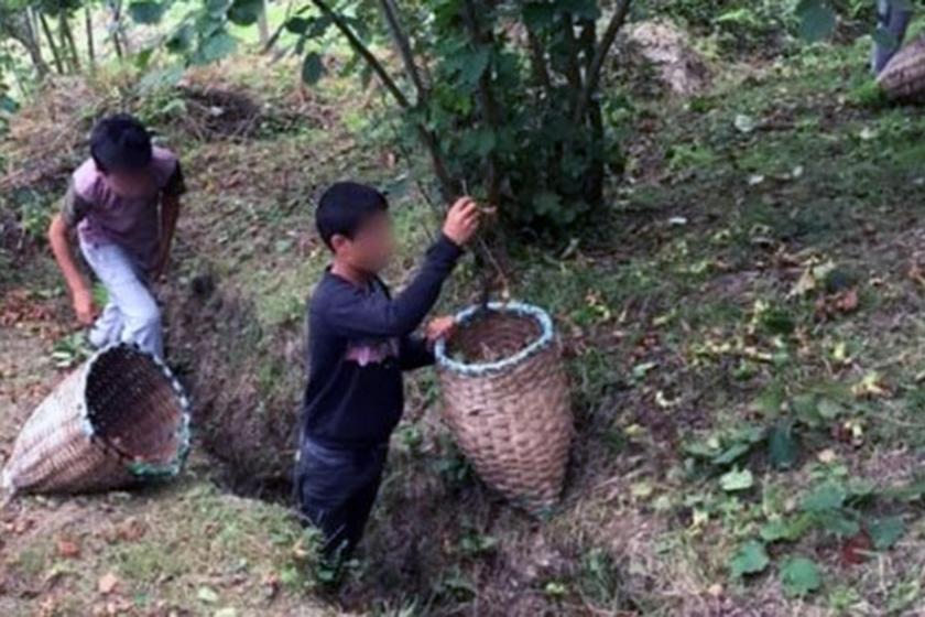 Fındık toplarken göğsüne kurşun isabet eden çocuk işçi öldü