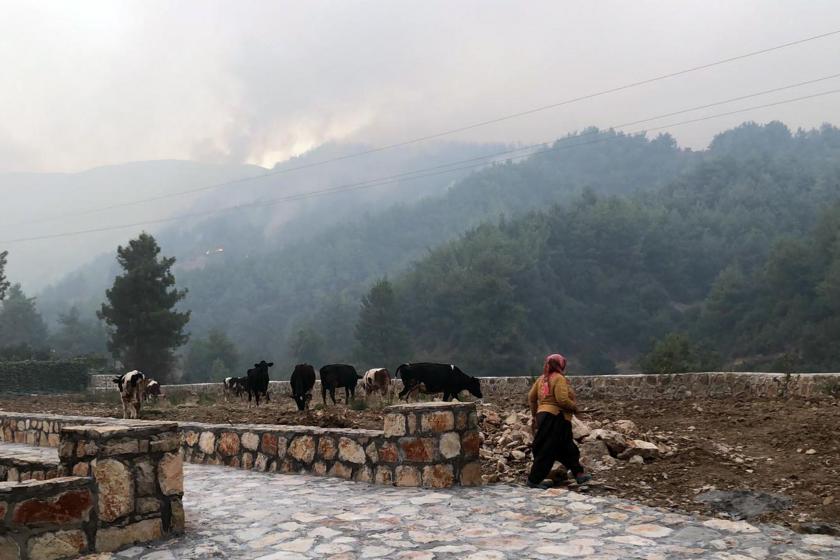 Hatay'da orman yangını