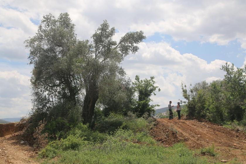 Bir ağaç (solda), karşılıklı konuşan iki kişi (sağda)