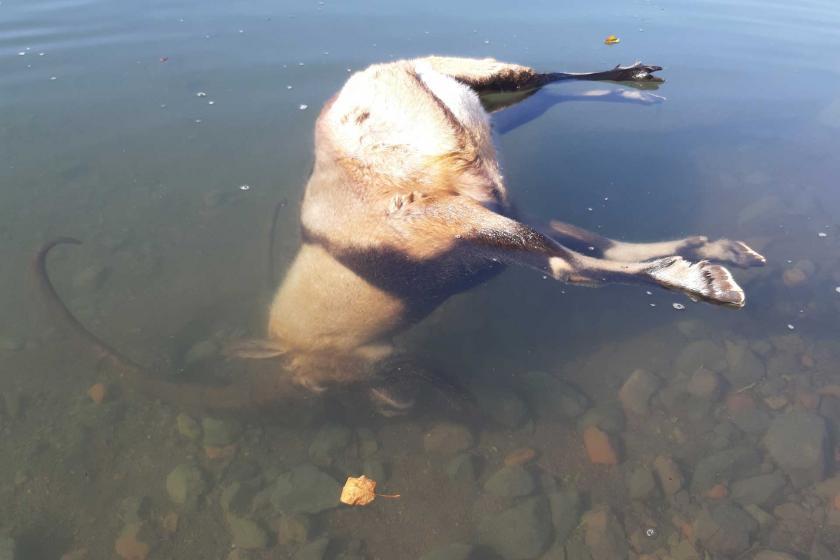 Pembelik Barajı'nın suyunda boğulmuş bir dağ keçisi