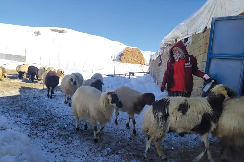 Kışın koyunlarını ağıla sokan köylü kadın