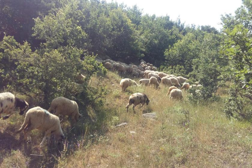 Yaylada otlayan küçükbaş hayvanlar