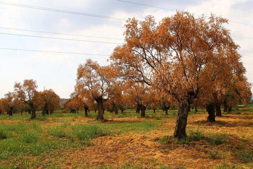 kurumuş zeytin ağaçları