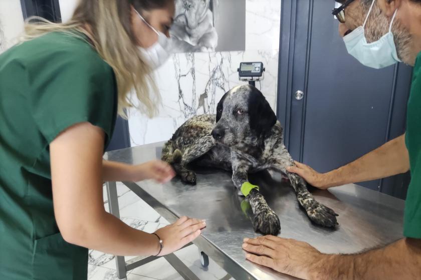 Ataşehir'de yaşayan Hasan Kızıl, 'civcivlerimi kovaladı' diyerek köpeği dövdü