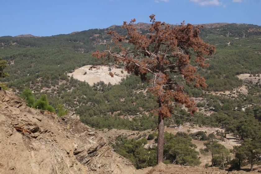 Madran Dağı'nda maden alanı ve kurumuş bir ağaç.