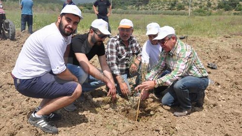 Yırca'da köylüler kesilen zeytin ağaçlarının yerine yeni fidanlar dikti