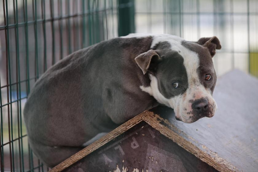 Tehlikeli ırk diye sokağa bırakılan barınağa alınan bir köpek