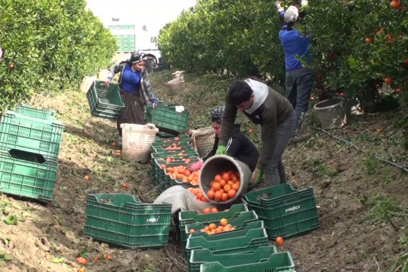 Bahçede çalışan tarım işçileri