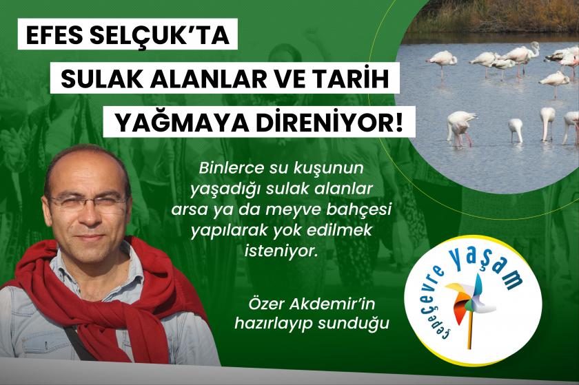 Efes Selçuk'ta sulak alanlar ve tarih, yağmaya direniyor | Çepeçevre Yaşam