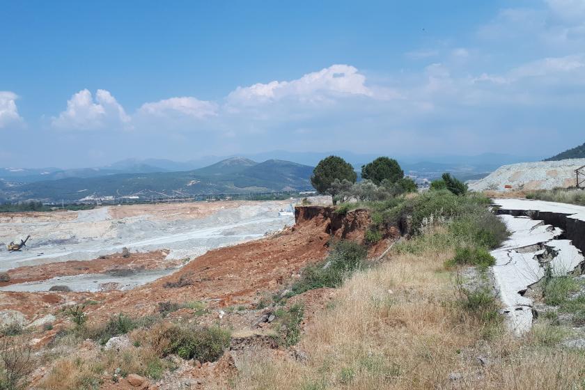 Bozkırda zeytin ağaçları