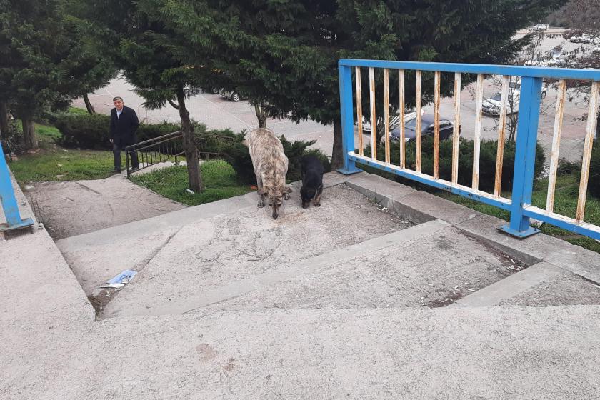 Kocaeli Üniversitesi Umuttepe Kampüsünde köpeklerin 'toplatılması' tartışması