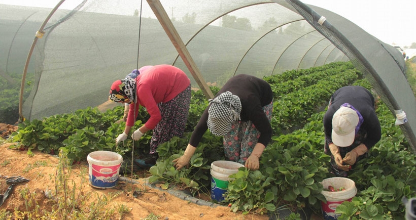 HDP tarım işçilerinin umudunu yeşertti