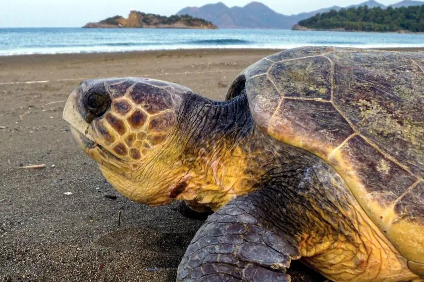 Caretta carettaların yuvalama alanı değişti: Kuşadası ve Didim yoğunluklu