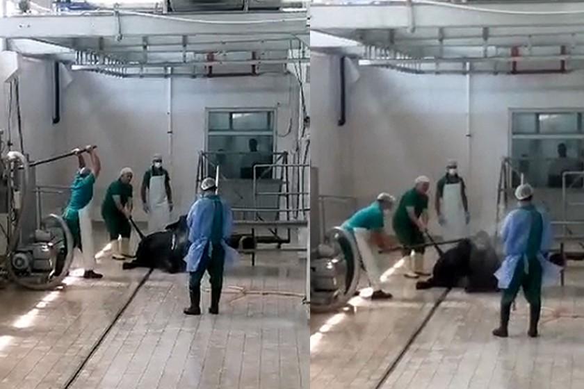 Adana'da Et ve Süt Kurumu tesisinde hayvana eziyet: 2 kişi gözaltına alındı