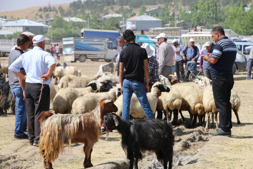 Hâkkari’de hayvan satışı yasağı mağdur etti: İnsanlar borçla hayvan aldı, satamadı