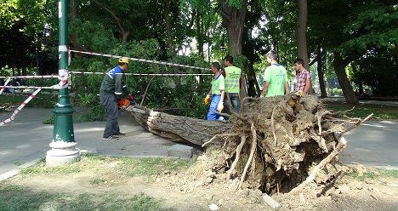 Gezi Parkı'nda devrilen ağaç kesildi