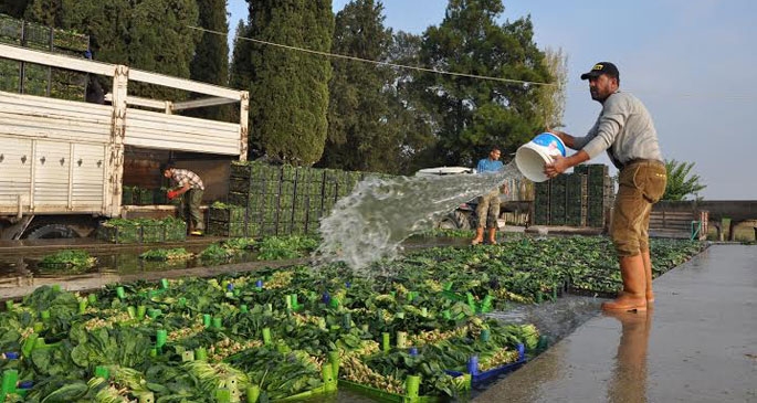 Foça’da ıspanak hasadı dertli başladı