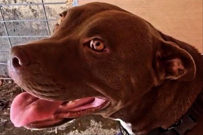 Şila'yı kulübesinde yakarak öldüren sanığın cezası, istinafta 4 yıla çıktı