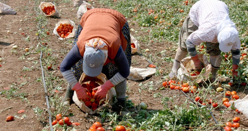 Domates hasadı buruk başladı